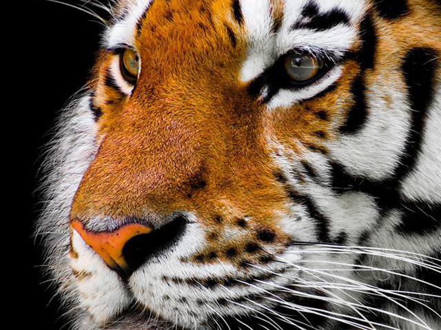 リスのタイガー期